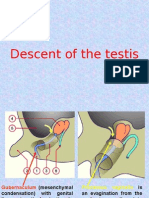 5- Descent of the Testis