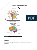 Anatomy of Brain and Function - Naema