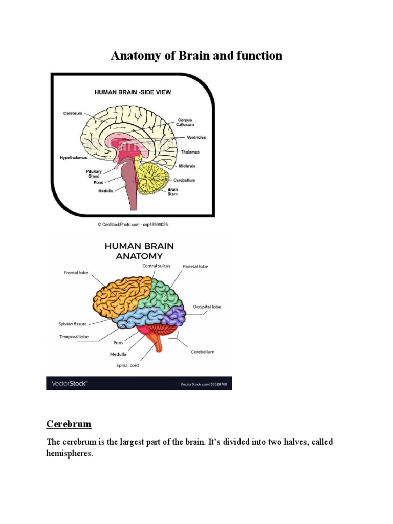 Brain Anatomy and Functions Explained | PDF | Cerebral Hemisphere ...