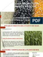 Cultivo de maíz en Guatemala: requerimientos, zonas de producción y manejo agronómico