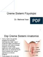 Üreme Sistemi Fizyolojisi: Dr. Mehmet İnan