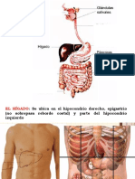 Aparato Digestivo III Glandulas Anexas