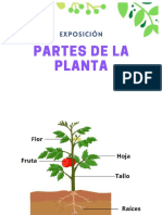 Partes de La Planta