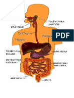 sistema digestivo imagen