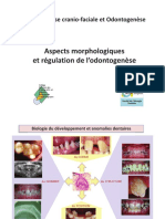 Aspects morphologiques et régulation de l'odontogenèse (1)