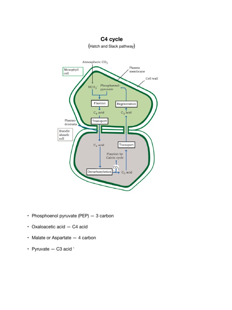 C4 Cycle | PDF | Biology | Photochemistry
