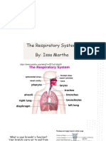The Respiratory System 3