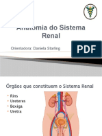 Anatomia do Sistema Renal