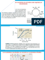 Bioquimica Nucleotidos