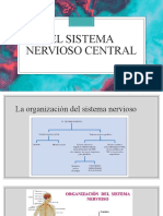 El Sistema Nervioso Central