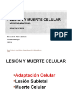 Presentacion Lesion y Muerte Celular