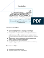 Onychophora, Tardigrada y Pentastomida: características morfológicas y ecológicas
