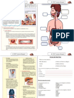 Ficha SISTEMA DIGESTIVO