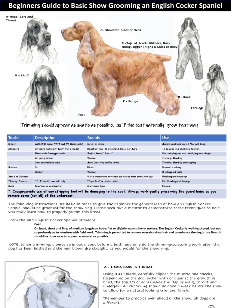 English Cocker Spaniel Grooming Chart Color PDF Hair Subspecies