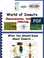 Insects: Characteristics, Orders & Collecting