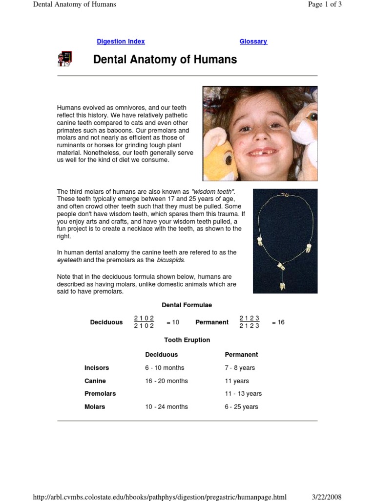 Human Dental Anatomy Explained | PDF | Dental Anatomy | Tooth