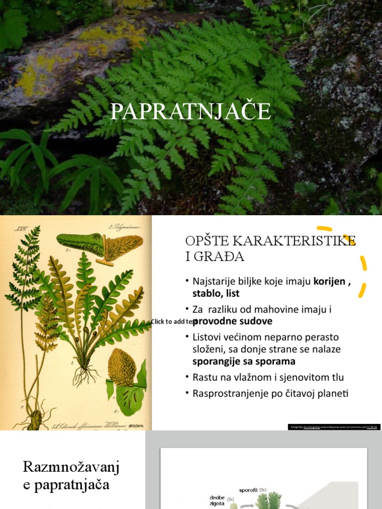 Papratnjače | PDF