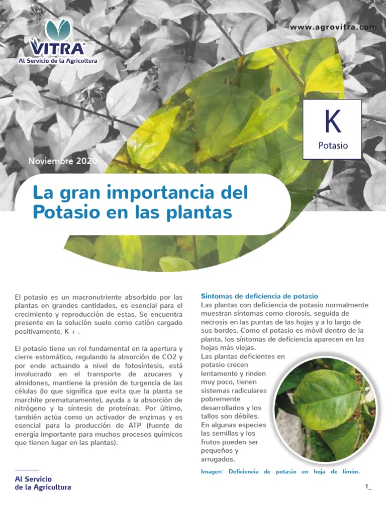 Importancia del potasio en plantas y agricultura | PDF | Dieta y ...