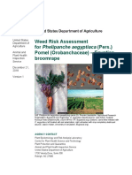 USDA Weed Risk Assessment for Egyptian broomrape (Phelipanche aegyptiaca