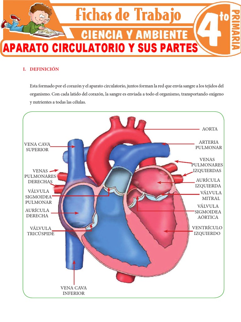 Aparato Circulatorio y Sus Partes para Cuarto Grado de Primaria | PDF ...