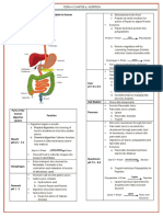 Human Digestion Process