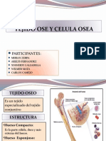 Tejido Ose y Celula Osea