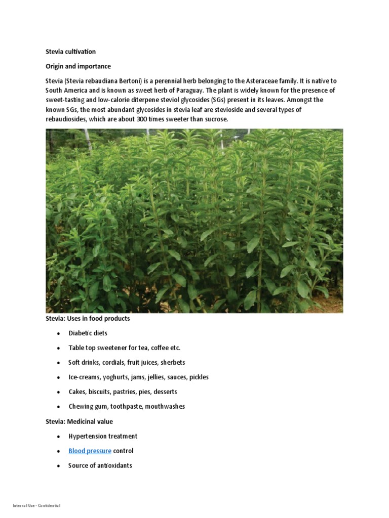 Stevia Cultivation Origin and Importance Blood Pressure Descargar gratis PDF Plant Nursery