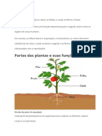 As Partes Da Planta São as Raízes