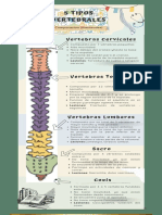 5 Tipos Vertebrales