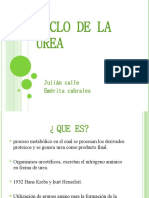 Ciclo de La Urea Expo