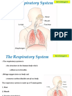 03 Respiratory System