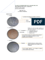 A1a - Ccallo Ketty Practica Nº1 Celula Vegetal Botanica Agricola