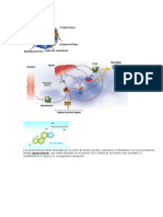 DISLIPIDEMIA ARTEROSCLEROSIS