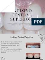 Incisivo Central Superior: Características y medidas