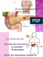 Insulina y Glucagon