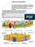 Membrana Plasmática