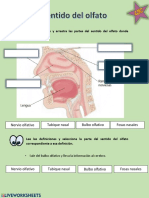 Observa La Imagen y Arrastra Las Partes Del Sentido Del Olfato Donde Corresponden