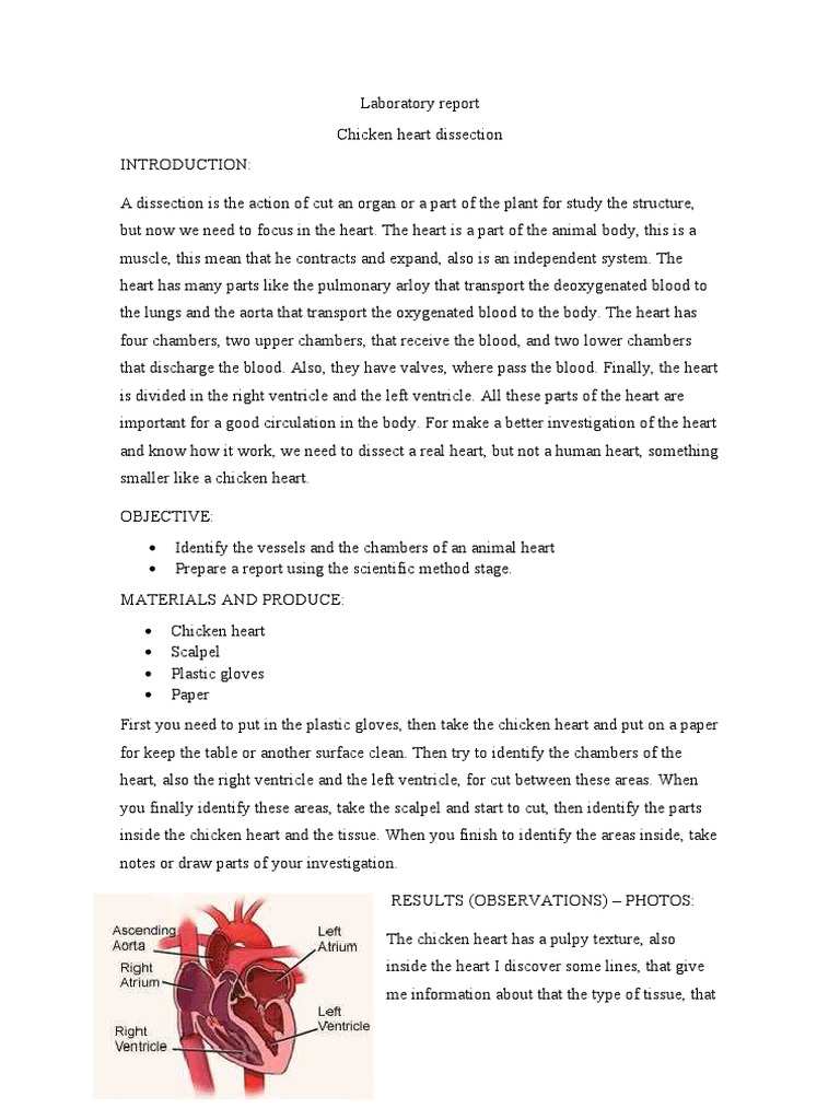Chicken Heart Dissection Report | PDF | Heart | Ventricle (Heart)