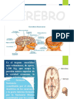diapositivas-cerebro-cerebelo-y-medula-espinal_compress