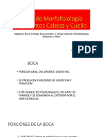 MF_Clase_IV-3_Boca_FosasNasales_Faringe_Histofisiologia_Olfato_Gusto_2021