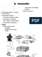 MF Clase I-3 TejidoMuscular FisiologiaMuscular 2021