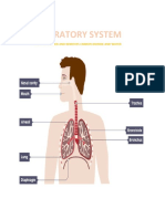 Respiratory System: Takes in Oxygen and Removes Carbon Dioxide and Water