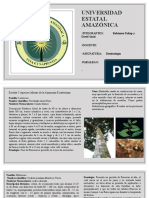 Trabajo de Dendrología