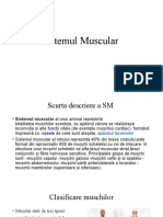 Sistemul Muscular