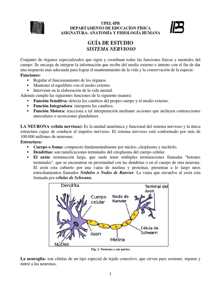 Guía del Sistema Nervioso | PDF | Sinapsis | Neurona