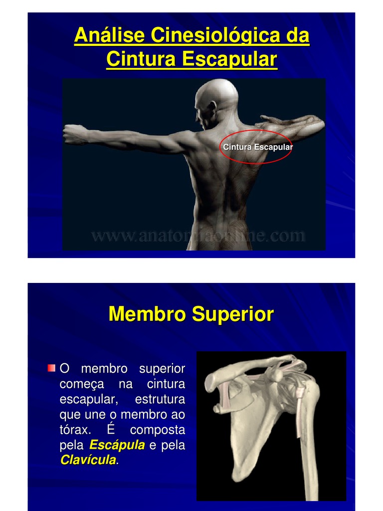 Análise anatômica e funcional da cintura escapular e seus músculos  estabilizadores, PDF, Anatomia dos primatas