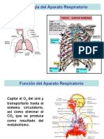 7-Aparato Respiratorio (ENERO 2021)