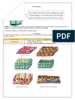 Tejido biológico: clasificación y funciones