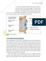 Tear Production and Drainage: Eyelid Muscles