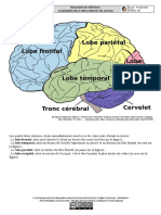 Organisation cerveau